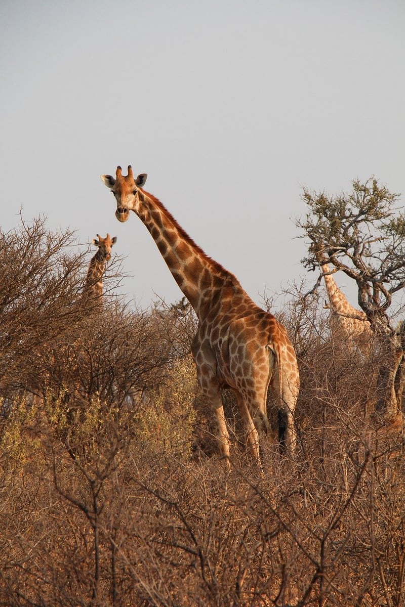 Time-Travel Safaris